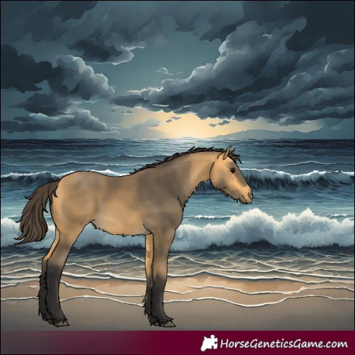 Horse Color:Buckskin 