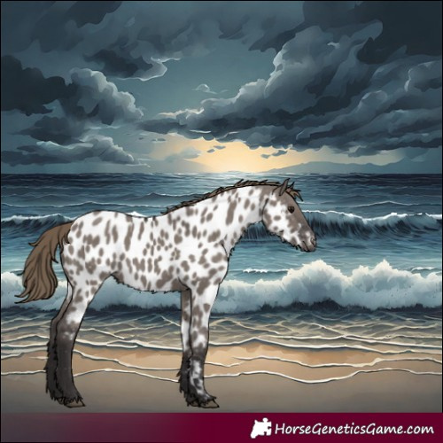 Horse Color:Smoky Grullo Appaloosa 