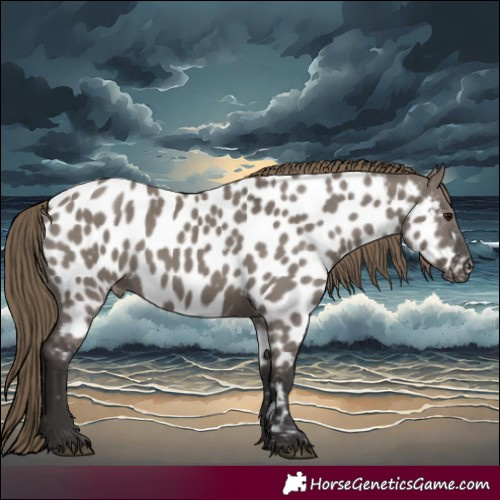 Horse Color:Smoky Grullo Appaloosa 