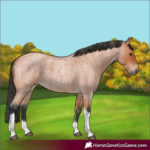 Horse Color:Bay Roan Tobiano 