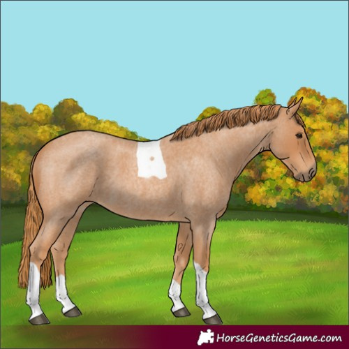 Horse Color:Red Roan Tobiano