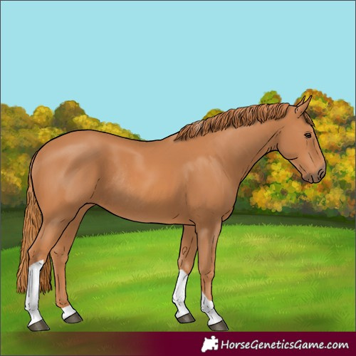 Horse Color:Chestnut Tobiano Rabicano 
