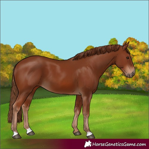 Horse Color:Chestnut 