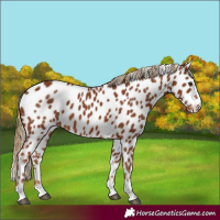 Horse Color:Chestnut Appaloosa 