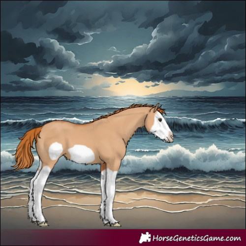 Horse Color:Red Dun Splash Frame 