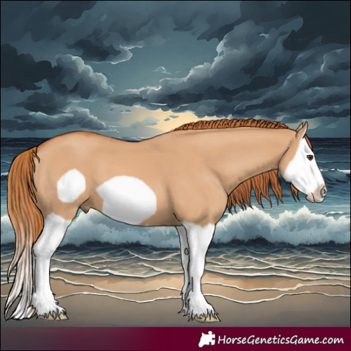Horse Color:Red Dun Splash Frame 