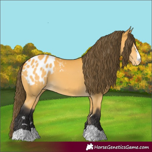 Horse Color:Buckskin Appaloosa 