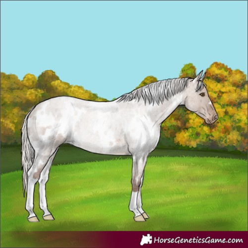 Horse Color:White Spotted Silver Grullo Roan Appaloosa Rabicano 