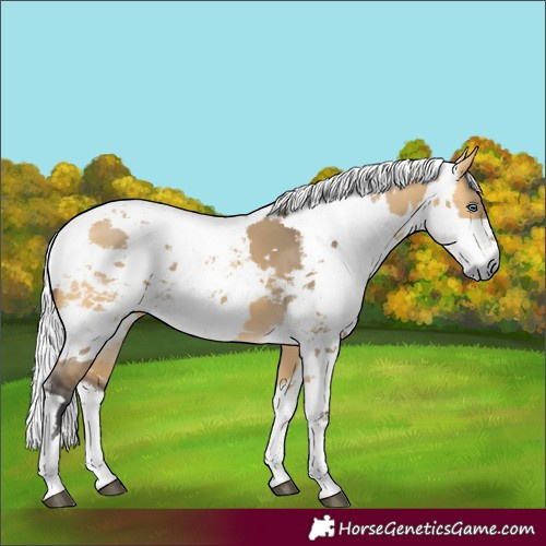 Horse Color:White Spotted Buckskin Dun Harlequin Merle Tobiano Rabicano 