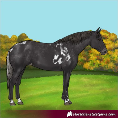 Horse Color:Smoky Black Skewed Appaloosa 