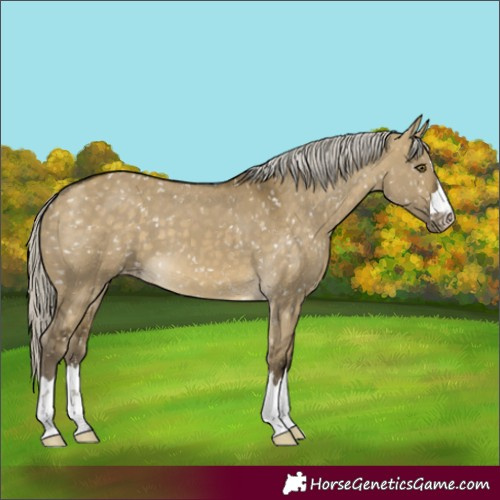 Horse Color:Silver Buckskin Dun Mushroom Skewed Appaloosa 