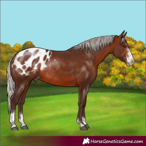 Horse Color:Silver Brown Sabino Appaloosa Rabicano 