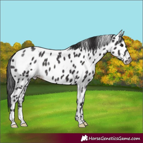 Horse Color:Smoky Black Appaloosa 