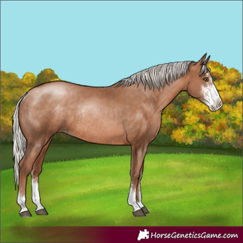 Horse Color:Silver Brown Pearl Sabino Rabicano 