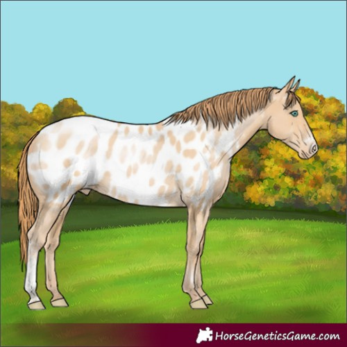 Horse Color:Smoky Black Pearl Sabino Appaloosa Rabicano