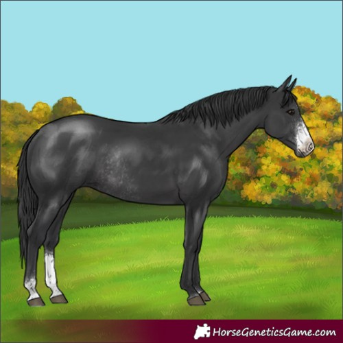 Horse Color:Black Sabino Rabicano 