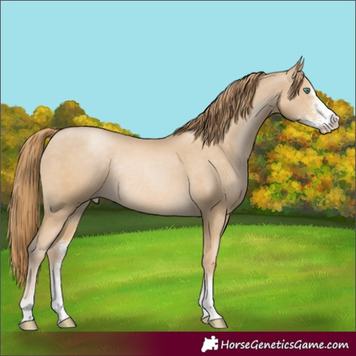 Horse Color:Smoky Black Pearl Sabino Rabicano 