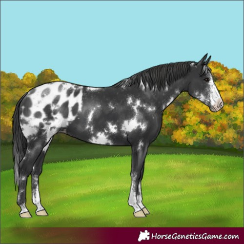 Horse Color:White Spotted Black Sabino Appaloosa 