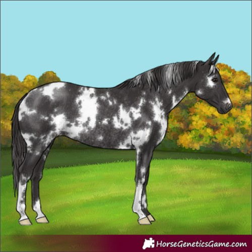Horse Color:White Spotted Smoky Black Rabicano 