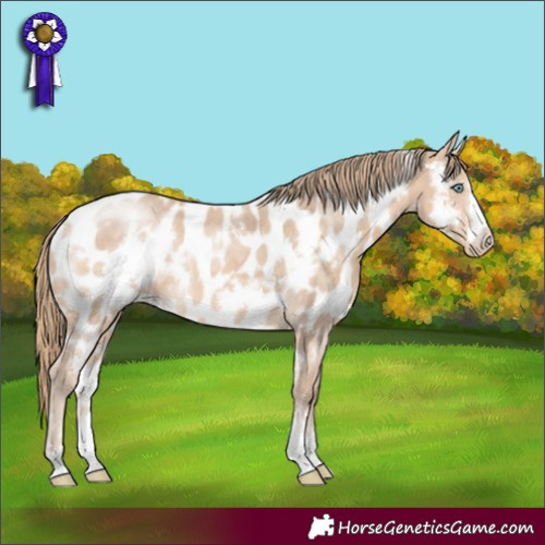 Horse Color:White Spotted Perlino Appaloosa 