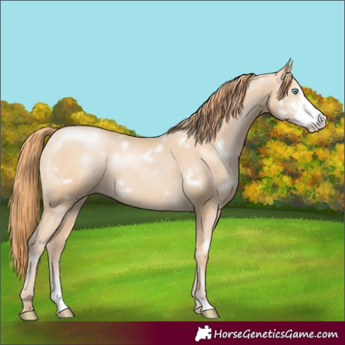 Horse Color:White Spotted Buckskin Pearl Sabino Rabicano 