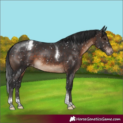 Horse Color:Brown Tobiano Appaloosa 