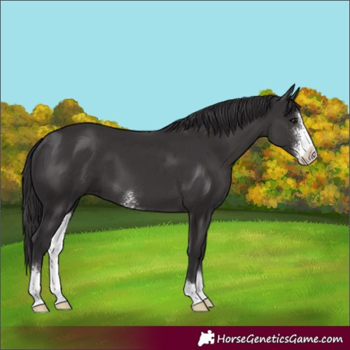 Horse Color:Smoky Black Sabino 