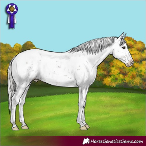 Horse Color:Silver Black Sabino Appaloosa Rabicano 