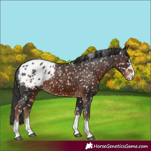 Horse Color:Liver Chestnut Appaloosa Rabicano 