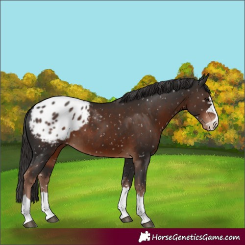 Horse Color:Liver Chestnut Appaloosa Rabicano 