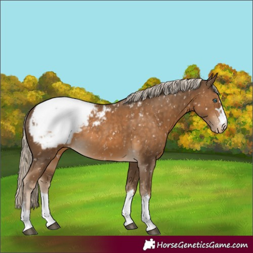 Horse Color:Chocolate Palomino Appaloosa Rabicano 