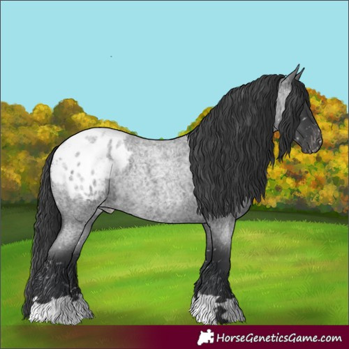 Horse Color:Blue Roan Appaloosa 