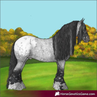 Horse Color:Blue Roan Appaloosa