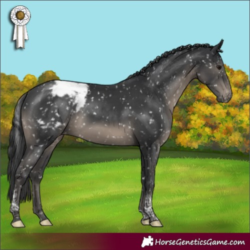 Horse Color:Black Tobiano Appaloosa 