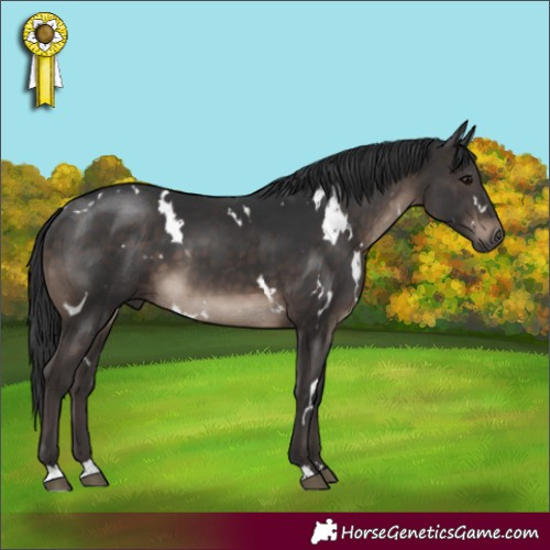 Horse Color:White Spotted Brown 