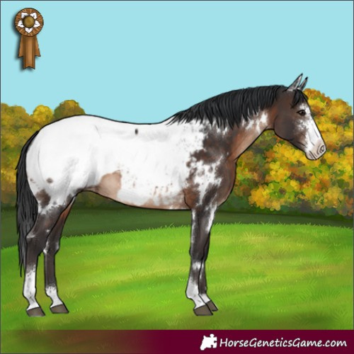 Horse Color:White Spotted Brown Sabino Appaloosa 