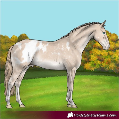 Horse Color:Smoky Creme Appaloosa Rabicano 