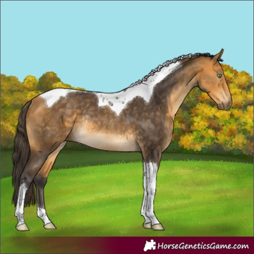 Horse Color:Buckskin Tobiano Rabicano 