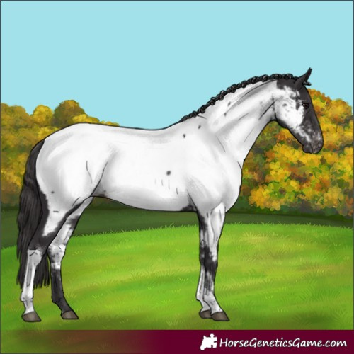 Horse Color:Smoky Black Tobiano Appaloosa Rabicano