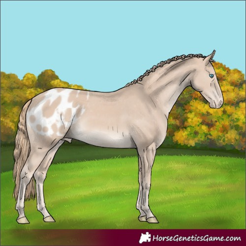 Horse Color:Smoky Creme Appaloosa Rabicano 
