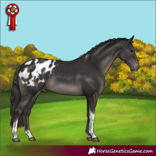 Horse Color:Smoky Black Tobiano Appaloosa 