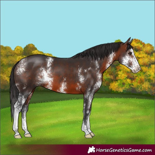 Horse Color:Brown Sabino 