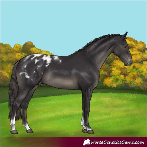 Horse Color:Smoky Black Tobiano Appaloosa 