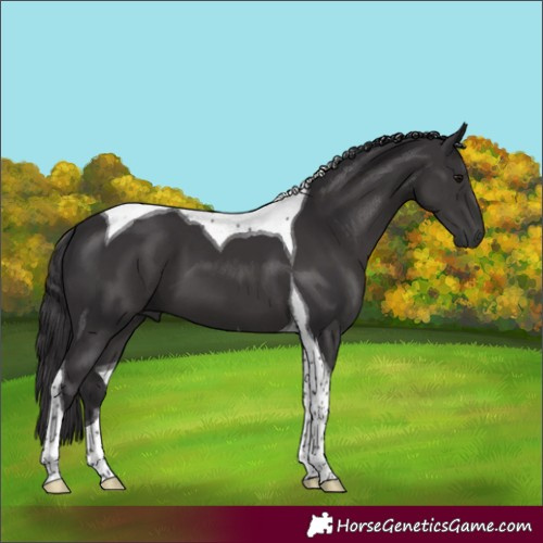 Horse Color:Smoky Black Tobiano 