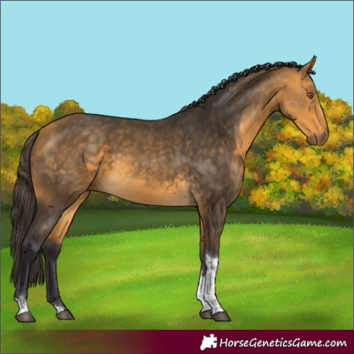 Horse Color:Buckskin Tobiano