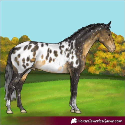 Horse Color:Buckskin Tobiano Appaloosa Rabicano 