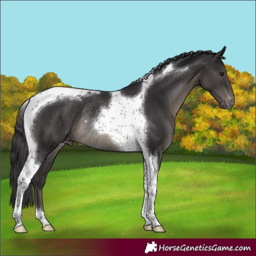 Horse Color:Smoky Black Tobiano Appaloosa Rabicano 