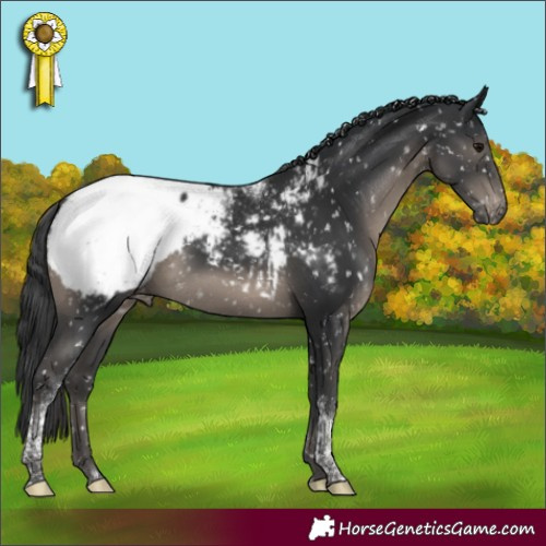 Horse Color:Black Tobiano Appaloosa Rabicano 