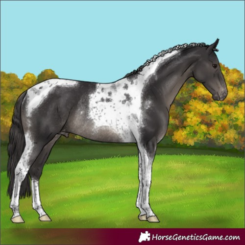 Horse Color:Smoky Black Tobiano Appaloosa Rabicano