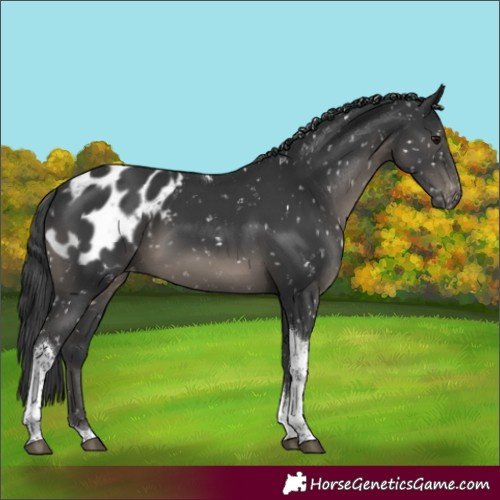 Horse Color:Black Tobiano Appaloosa 